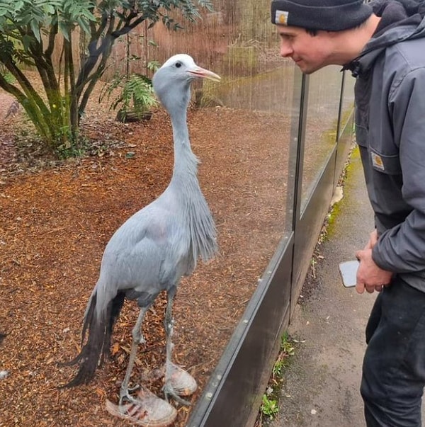 3. Вы только гляньте, какая модная птица!