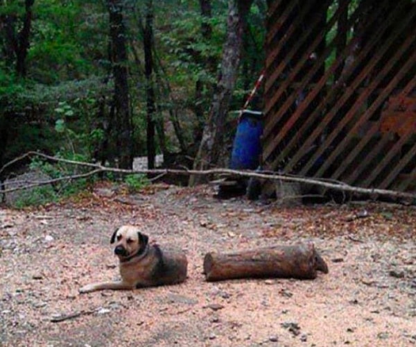 12. Выглядит крайне устрашающе...