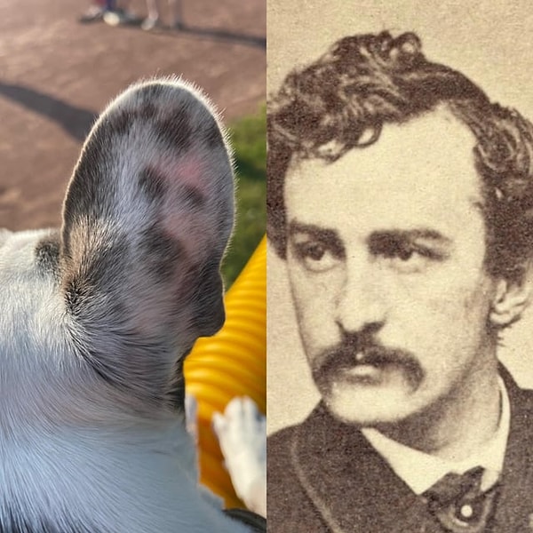 12. Bir köpeğin kulağında John Wilkes Booth'ı andıran görüntü👇