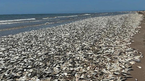 Senasica yetkilileri, başta kuş gribi olarak bilinen H5N1 virüsünden şüphelenirken incelemelerin ardından kuşların açlıktan öldüğü tespit edildi.