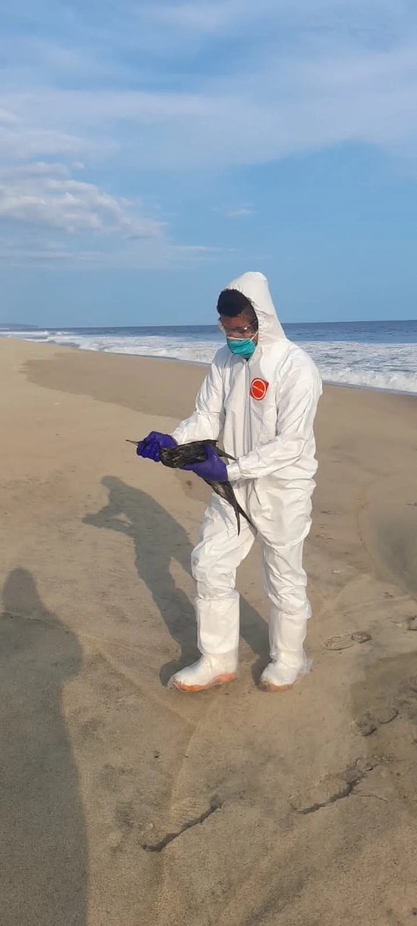 Quintana Beach İlçe Parkı yetkilileri, kıyıya vuran farklı türde on binlerce balığın görüntülerini paylaşarak, hava sıcaklıklarının aşırı artması nedeniyle sudaki oksijen seviyesinin hızla düştüğü ve bu durumun toplu balık ölümlerine yol açtığını belirtti.