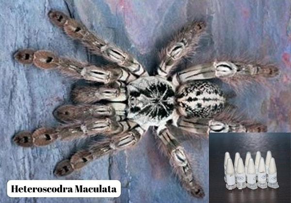 Çok küçük boyutlardaki örümceklerin Kırıkkale Üniversitesi uzmanlarınca 8 farklı türdeki yavru tarantula olduğu tespit edildi.