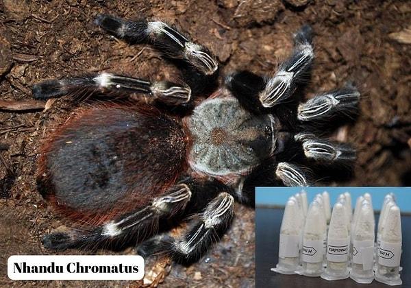 Yapılan işlemlerin ardından yavru tarantulalar, Sıtkı Koçman Üniversitesi Biyoloji Bölümü'ne teslim edildi.
