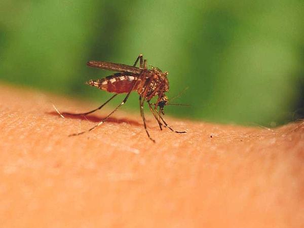 5. Sivrisinek ısırıkları yaygın ve istenmeyen bir yaz hatırasıdır. Genellikle ayak bilekleri, diz ve boyun bölgelerini ısırır.