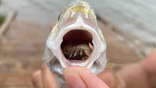 "Cymothoa exigua" ya da halk arasında bilinen ismi ile "dil paraziti", kabuslarınızı süsleyecek türden: Kendisi, "Cymothoidae" familyasının asalak bir isopodu.