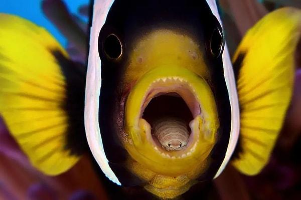 Bir kene gibi balıkların ağzına yerleşerek, vampir misali kurutup öldürene dek balığın dilindeki kanı emer.