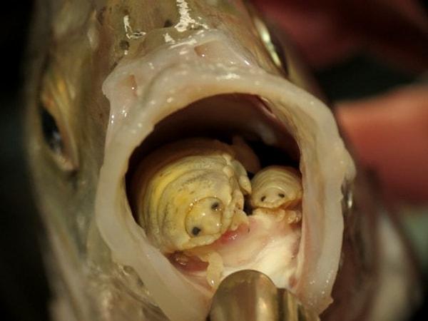 Dilin yerine yerleşen bu parazit, balığın 'yeni dili' olarak da işlev görür.
