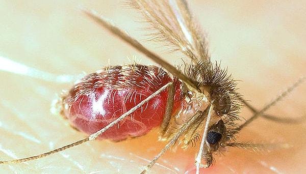 9. Tatarcık böceği ısırığı, cilt lezyonlarına ve ülserlere neden olan parazit enfeksiyonlarını bulaştırabilir.