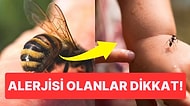 Böceklerden Örümceklere...Yaz Aylarında Artan Isırılma Vakalarında Yapmanız Gerekenler