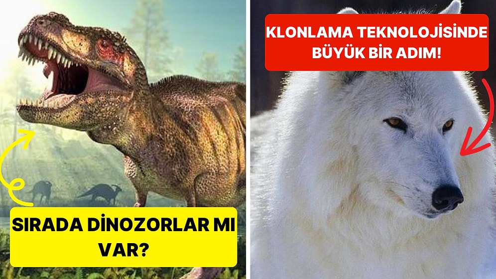 Dünyanın Klonlanmış İlk Kutup Kurdu Şimdi 100 Günlük Oldu!