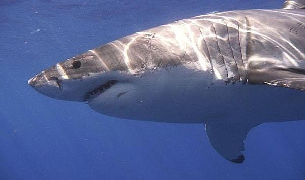 Bir köpekbalığı saldırısı haberi de Pasifik Okyanusu’ndan geldi.