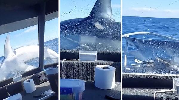 Seyir halindeki tekneye bir anda köpek balığı atladı.