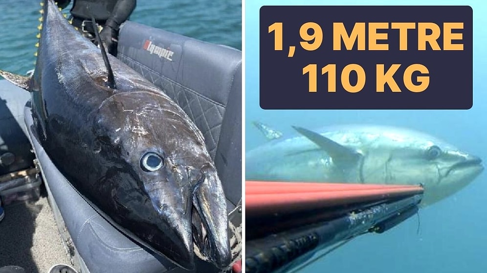 Çanakkale Boğazı’nda 110 Kiloluk Orkinosu Zıpkınla Avladı