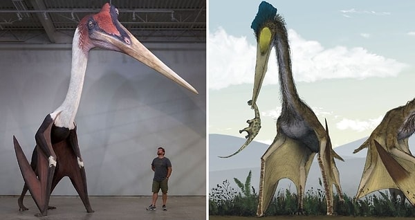 7. Gelmiş geçmiş en büyük uçan canlılardan Quetzalcoatlus idi.