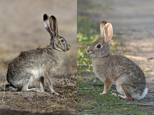 2. İkisi de aynı memeli takımına ait olsa da yabani tavşanlar ve tavşanlar arasında bariz farklar var.