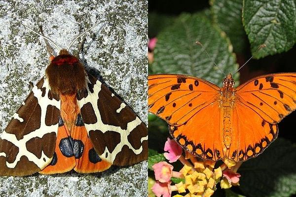 3. Güve ve kelebekler de sıklıklar birbirine karıştırılıyor. Aradaki farkı genelde antenlerden anlayabilirsiniz.