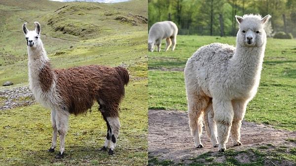 4. Lamalar ve alpaka, Camelidae familyasına ait hayvanlardır. En belirgin fark boyutları olabilir.