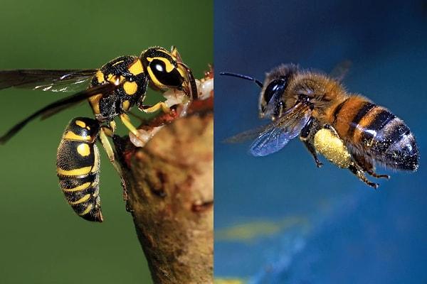 6. Eşek arısı ve arı böceklerin hymenoptera takımına aitlerdir. Arılar polen için çiçeğe daldıkları için tüylü ve düz arka ayaklara sahipken, eşek arısı daha pürüzsüz ve parlaktır. Ayrıca ince bacaklara sahip olduğu görülür.