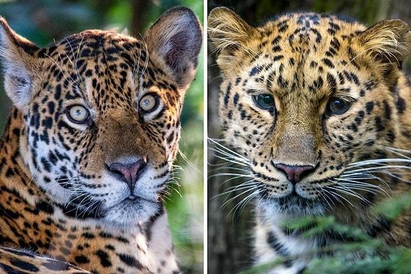 10. İkisi de büyük kediler ve ikisi de benekli. Vahşi doğada bir jaguar veya leopar görürseniz, farklı kıtalarda yaşadıkları için türünü anlamak kolay olur.