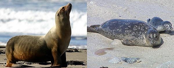 15. Foklar ve deniz aslanları yüzgeç ayaklılardır. Şu şekilde farklılık gösterirler: Fokların genellikle ön ayakları için kısa, ince perdeli yüzgeçleri, her ayak parmağında bir pençesi vardır. Deniz aslanlarının ise daha büyük, deri kaplı yüzgeçleri vardır.