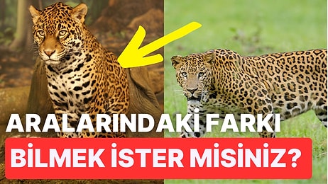 Birbirlerine Benzerlikleriyle Sürekli Karıştırılan Hayvanların Arasındaki Fark Nasıl Anlaşılır?