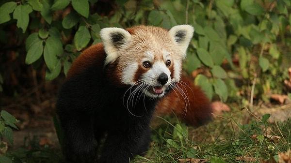 Polonya medyasında yer alan haberlere göre, Ponzu adındaki erkek kızıl panda, kafesinde dişi kızıl panda Maja ile birlikte kalıyordu.