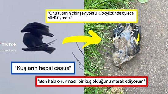 Gökyüzünde Süzülen Ölü Kuşun Akıllara Durgunluk Veren Videosu Sosyal Medyada Gündem Oldu!
