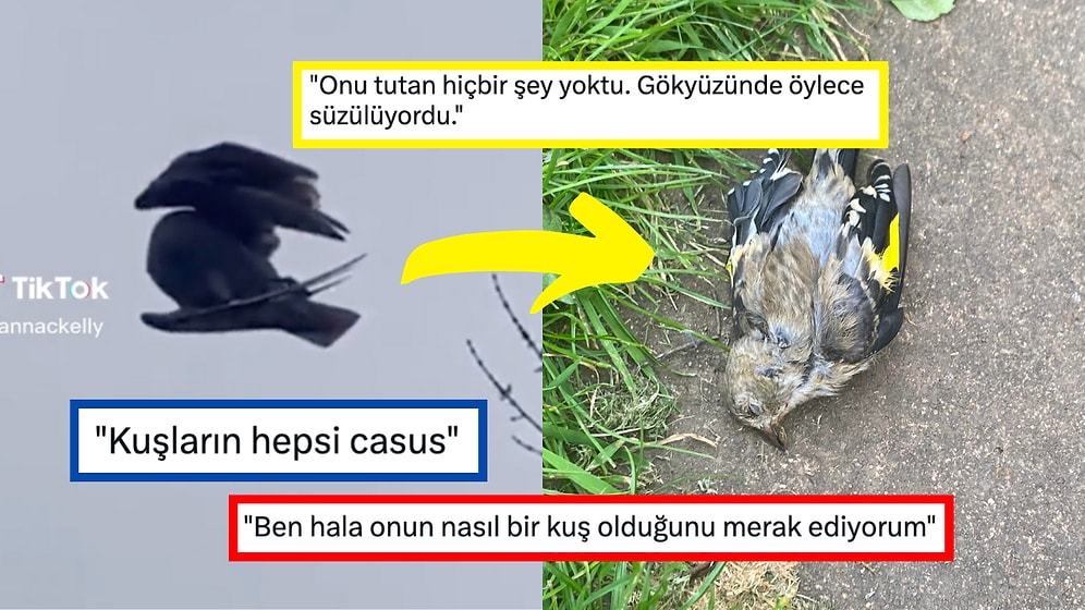 Gökyüzünde Süzülen Ölü Kuşun Akıllara Durgunluk Veren Videosu Sosyal Medyada Gündem Oldu!