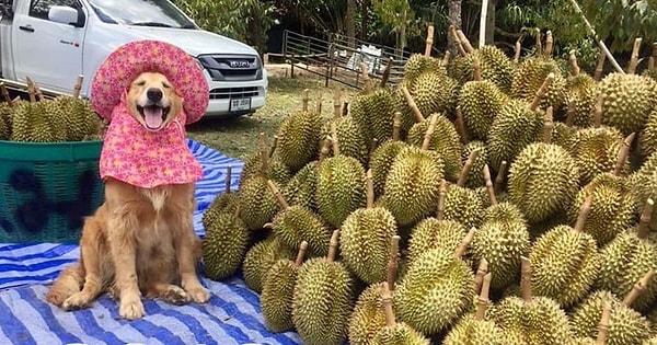 Kokusundan dolayı ilginç yasakların odağı olan Durian oldukça pahalı bir meyvedir. Dünyanın sadece belirli kısımlarında, yılda iki kez meyve verir.