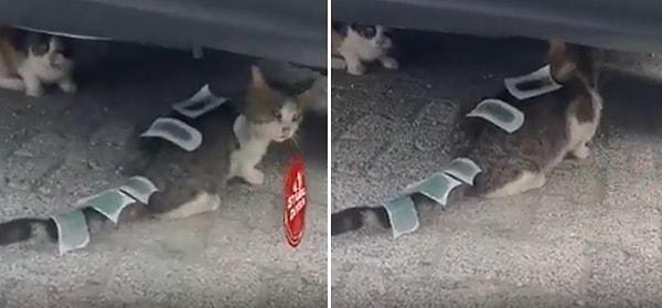 Üzerine yapıştırılan tüy veya kılı kökünden çekerek çıkartan ve can acıtan ağda bantlarının bir sokak kedisine yapıştırılması ise sosyal medyada tepki çekti.
