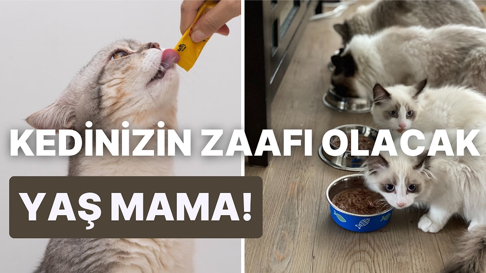 Kedisi için En İyisini İsteyenlere! En İyi Yaş Kedi Mamaları