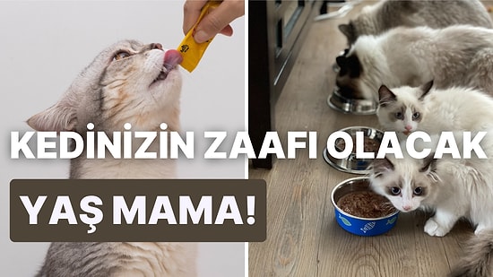 Kedisi için En İyisini İsteyenlere! En İyi Yaş Kedi Mamaları