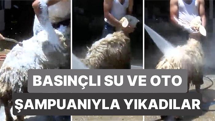 Adana’da Bir Oto Yıkama Dükkanında Onlarca Kurbanlık Koyunu Oto Şampuanı ve Basınçlı Suyla Yıkadılar