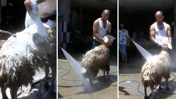 Adana’da bir oto yıkama dükkanına getirilen koyunlar,  oto şampuanıyla köpüklenerek yıkandı, ardından da basınçlı suyla durulandı.