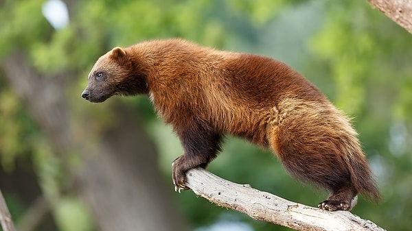 8. Этот зверь ведет одиночный образ жизни и не стесняется отнимать чужую добычу.