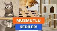 Eğlenceli Vakitler! Kedinizin Gönlünü Çalacak Ürün Önerileri