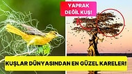 Penguenlerden Kırlangıçlara Kadar Dünyanın En Büyük Kuş Fotoğraf Yarışması Sonuçlandı!