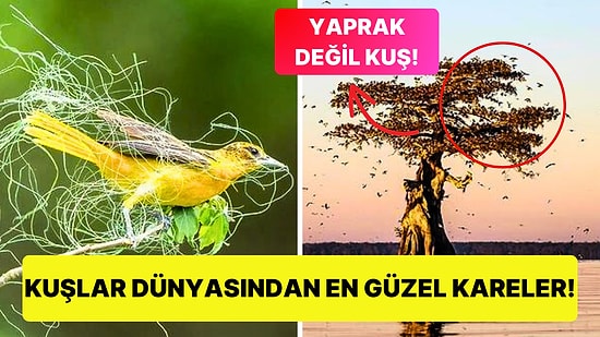 Penguenlerden Kırlangıçlara Kadar Dünyanın En Büyük Kuş Fotoğraf Yarışması Sonuçlandı!