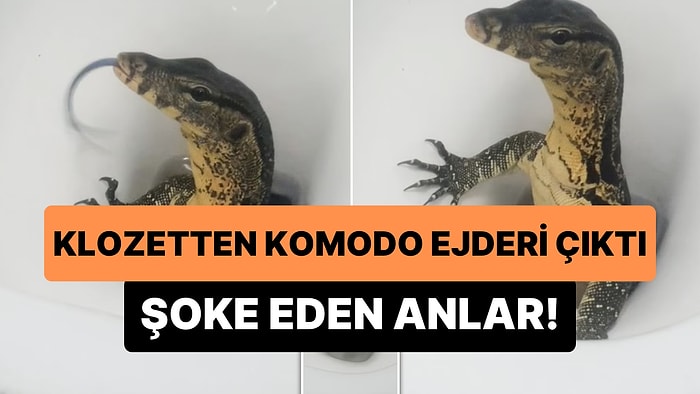 Tayland Tatili Sırasında Klozetten Komodo Ejderi Çıktığını Gören İngiliz Turist Şoke Oldu