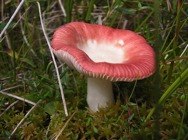 Kırmızı Mantar (Russula emetica)