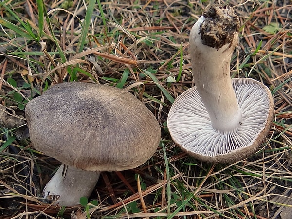 Çam Mantarı (Tricholoma terreum)