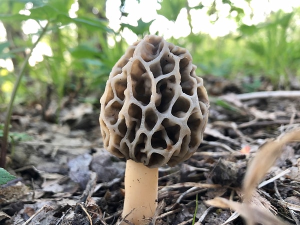 Morel Mantarı (Morchella esculenta)