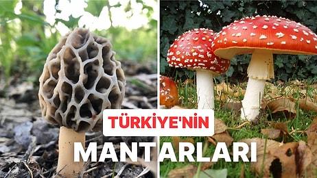 Türkiye'de Yetişen Mantar Türleri ve Mantarlı Yemek Kültürü Üzerine Bilmeniz Gerekenler