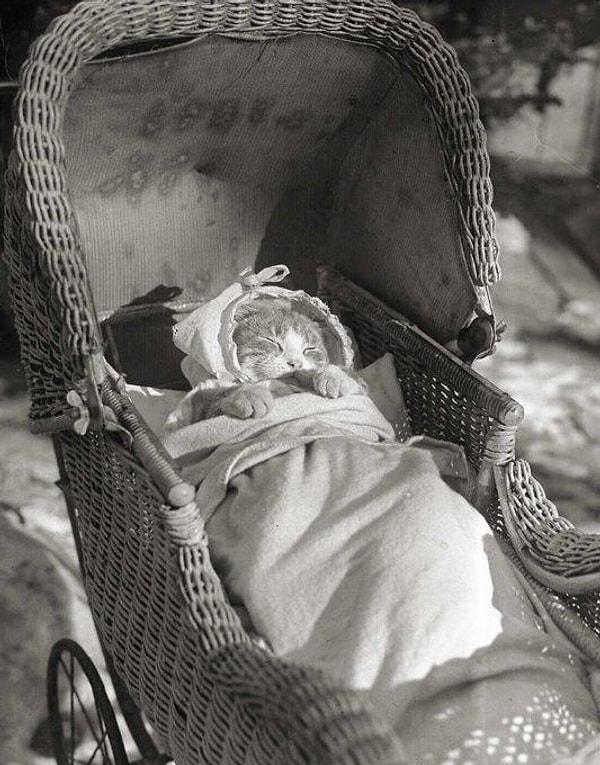 12. Alton Blackington'un kadrajından uyuyan bir 'tarihi kedi'. 😅 (1930)