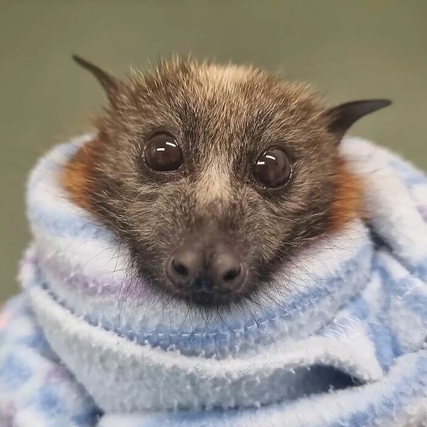 Она не только реабилитирует их, но и показывает миру красоту и миловидность этих замечательных существ