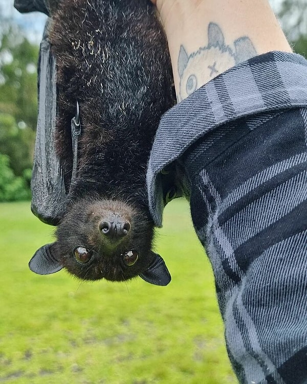 «Сначала я была равнодушна к летучим мышам, но быстро влюбилась в них и с тех пор хочу работать только с ними»