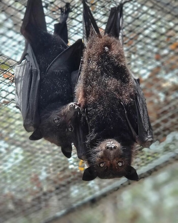 Сейчас Ри следит за тем, чтобы ни одна летучая мышь не осталась без внимания, если попадет в беду