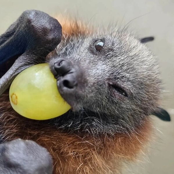 С 6 недель малыши уже начинают есть фрукты и ягоды