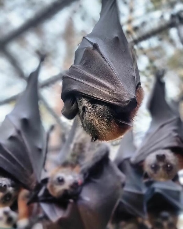 Летучих мышей взвешивают и измеряют им крылья, чтобы персонал мог вычислить их возраст и понять, как часто зверят следует кормить