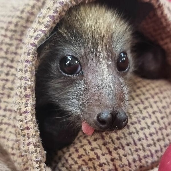 Малыши в возрасте около 4-5 недель или младше остаются в инкубаторе